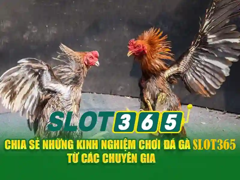 Chương trình khuyến mãi và thưởng
