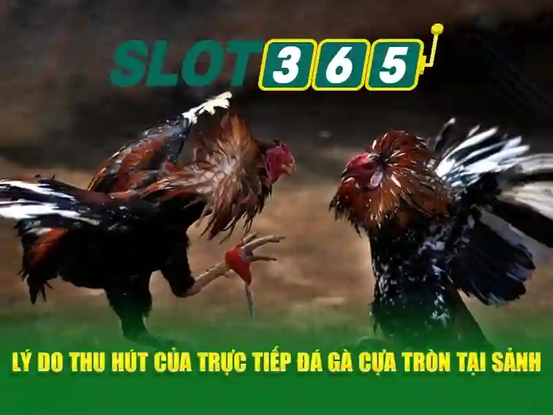 Slot365 là gì?