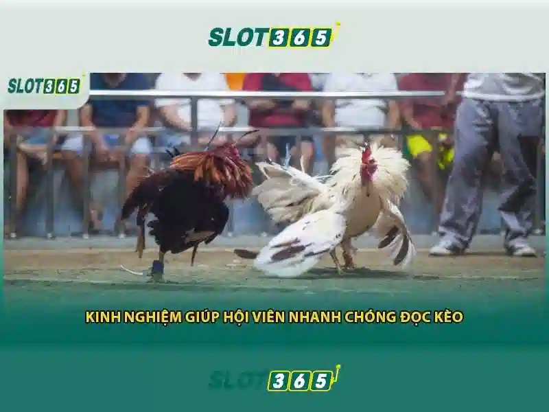 Tro choi va nha cung cap